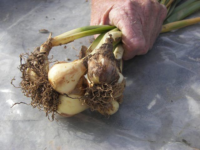 Learn Do Daffodil Bulbs Multiply How To Guides Tips And Tricks