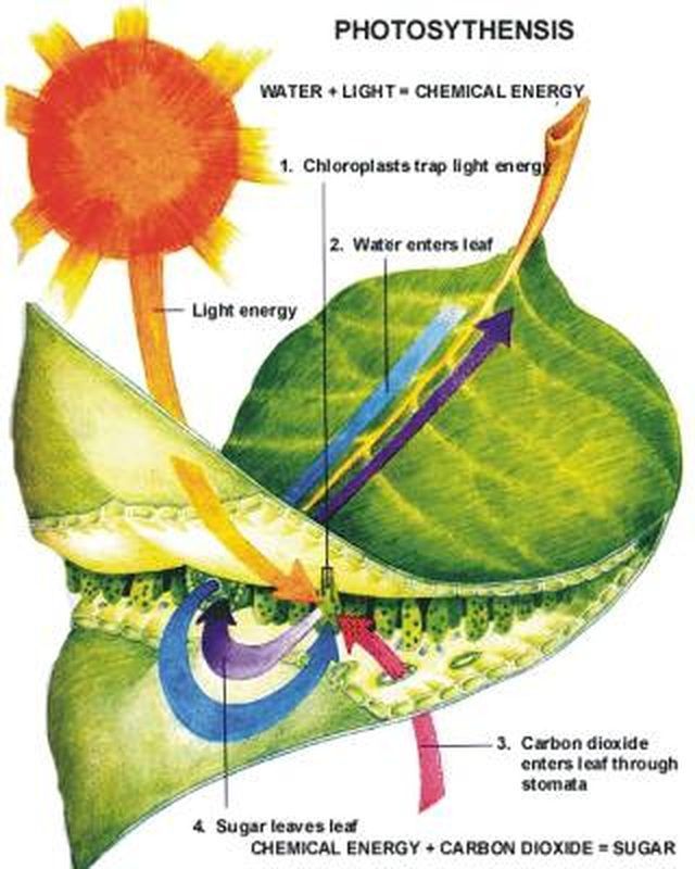 Carbon dioxide enters plants through the information